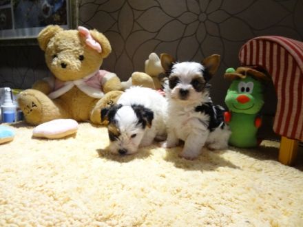 Wunderschöne Biewer Yorkshire Terrier Welpen - Rüden