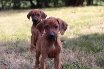 Hallo Rhodesian Ridgeback Freunde! Unsere Nala hat am