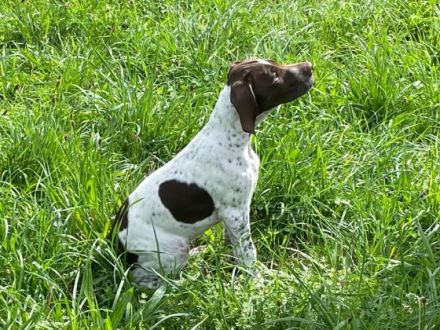 Im Braque Francais Zwinger HUBERTUS...VOM SÖHRENBERG