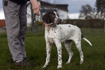 Im Braque Francais Zwinger HUBERTUS...VOM SÖHRENBERG