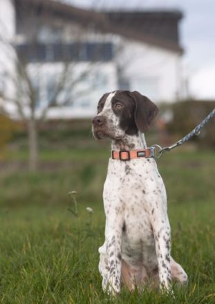 Im Braque Francais Zwinger HUBERTUS...VOM SÖHRENBERG