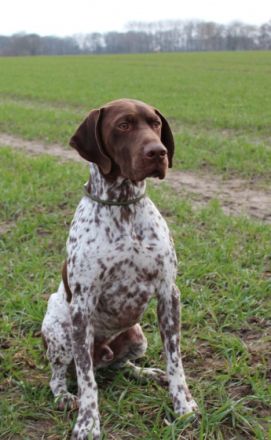 Im Braque Francais Zwinger HUBERTUS...VOM SÖHRENBERG