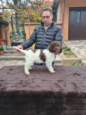 6 wunderschöne Lagotto Romagnolo Welpen mit 3,5 Monaten