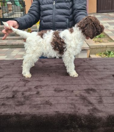 6 wunderschöne Lagotto Romagnolo Welpen mit 3,5 Monaten