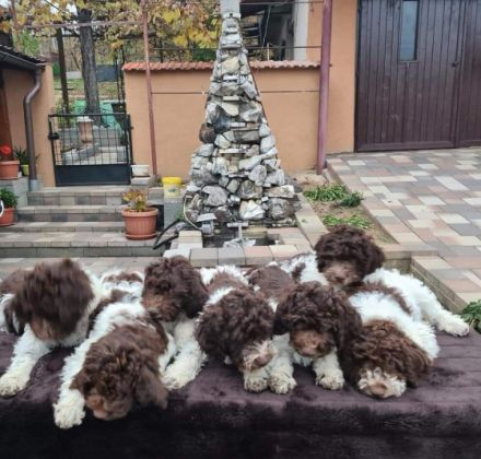 6 wunderschöne Lagotto Romagnolo Welpen mit 3,5 Monaten