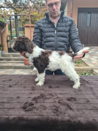 6 wunderschöne Lagotto Romagnolo Welpen mit 3,5 Monaten
