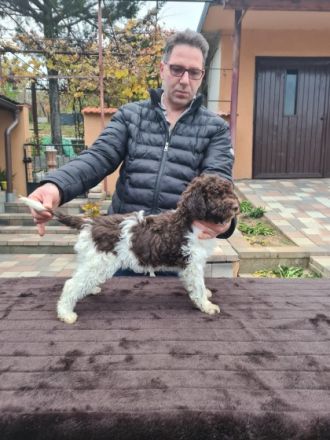 6 wunderschöne Lagotto Romagnolo Welpen mit 3,5 Monaten