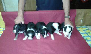 4 m.. und 3 w.Border Collie Welpen zuverkaufen aus