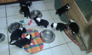 4 m.. und 3 w.Border Collie Welpen zuverkaufen aus