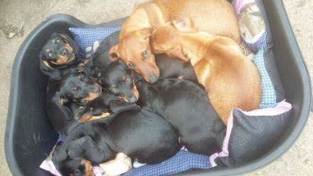 Es ist soweit unsere kleinen Racker sind zur Abgabe