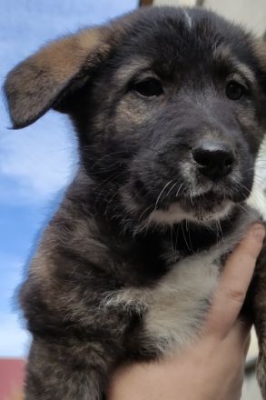 Am 16.09.22 hat unsere Hündin 7 Welpen bekommen. Für 1