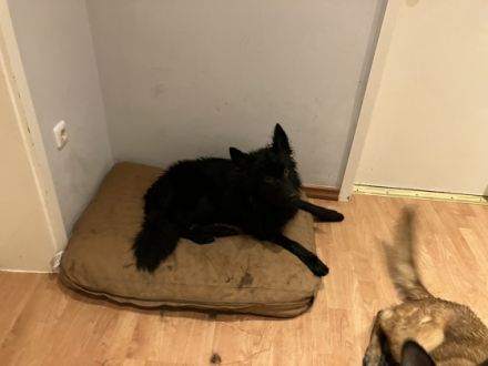 Kleiner Schäferhundmischling abzugeben. Mein Vater kann