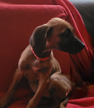 Rhodesian Ridgeback Welpen