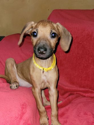 Rhodesian Ridgeback Welpen