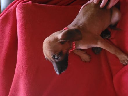 Rhodesian Ridgeback Welpen