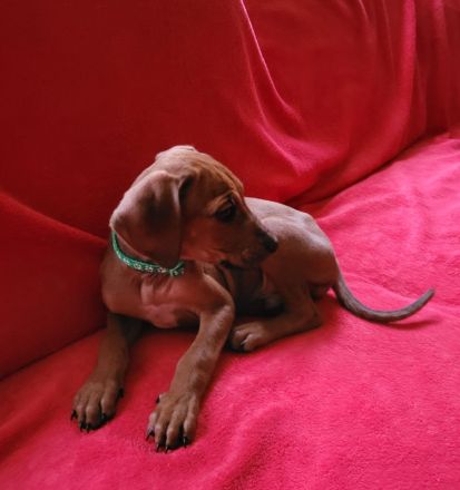 Rhodesian Ridgeback Welpen