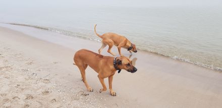 Rhodesian Ridgeback Welpen