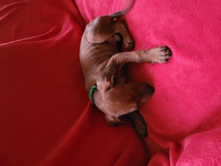 Rhodesian Ridgeback Welpen