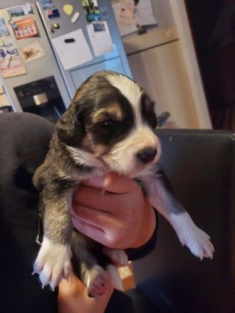 Unsere Mixwelpen suchen ihr für immer Zuhause. Es sind