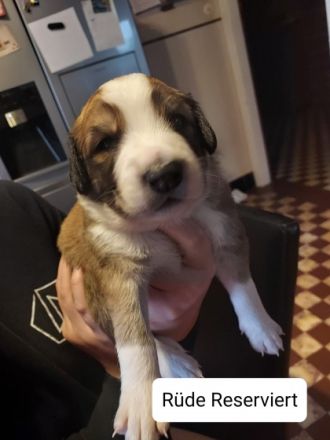 Unsere Mixwelpen suchen ihr für immer Zuhause. Es sind