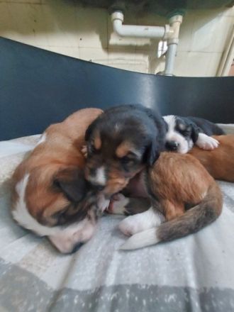 Unsere Mixwelpen suchen ihr für immer Zuhause. Es sind