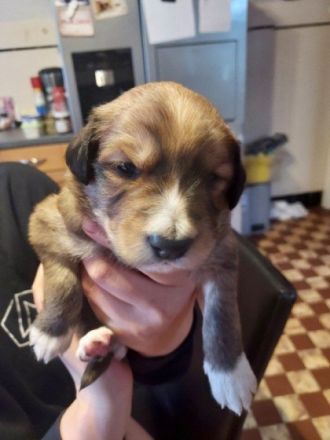 Unsere Mixwelpen suchen ihr für immer Zuhause. Es sind