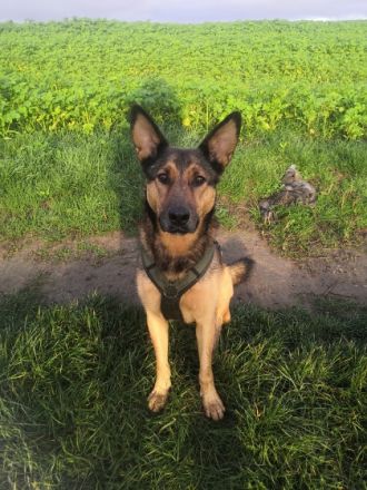 Mascha *05.04.2016 50cm / 25 kg Sie ist eine 6 jährige