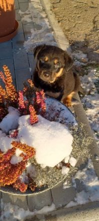 Habe 5 von 6 wunderschöne wesensstarke Rotti Damen zu