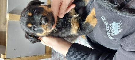 Habe 5 von 6 wunderschöne wesensstarke Rotti Damen zu