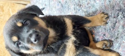 Habe 5 von 6 wunderschöne wesensstarke Rotti Damen zu