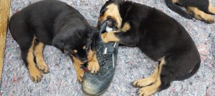 Habe 5 von 6 wunderschöne wesensstarke Rotti Damen zu