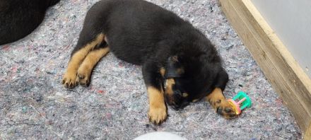 Habe 5 von 6 wunderschöne wesensstarke Rotti Damen zu