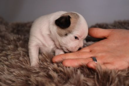 Unsere Französische Bulldoggendame hat am 16.10 4
