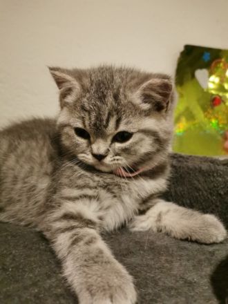 Auf diesem Weg suchen wir für unsere 6 Kitten ein neues