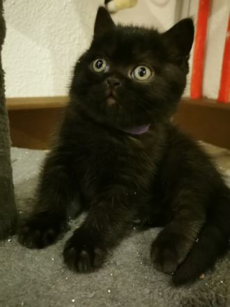 Auf diesem Weg suchen wir für unsere 6 Kitten ein neues