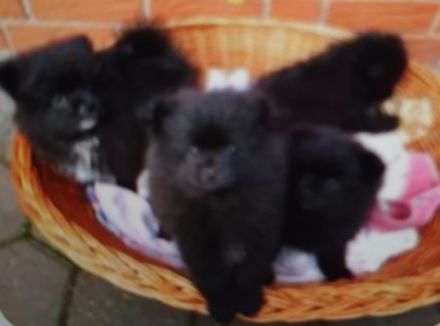 Verkaufe 5Pomeran Zwergspitzwelpen Schwarz Entwurmt mit