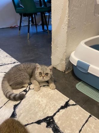 Hallo, unsere Bkh Katze hat 4 Wundervolle babys auf die