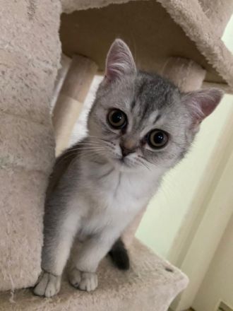 Hallo, unsere Bkh Katze hat 4 Wundervolle babys auf die