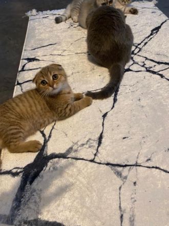 Hallo, unsere Bkh Katze hat 4 Wundervolle babys auf die