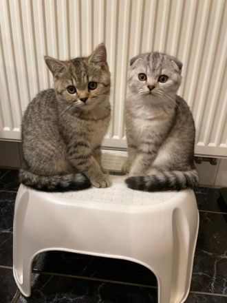 Sehr schöner und verschmuster BKH und SF Kater suchen