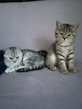 Sehr schöner und verschmuster BKH und SF Kater suchen