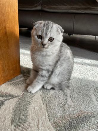 Sehr schöner und verschmuster BKH und SF Kater suchen