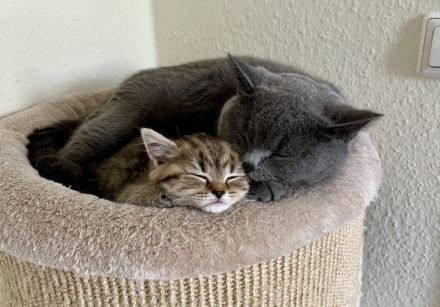 Sehr schöner und verschmuster BKH und SF Kater suchen