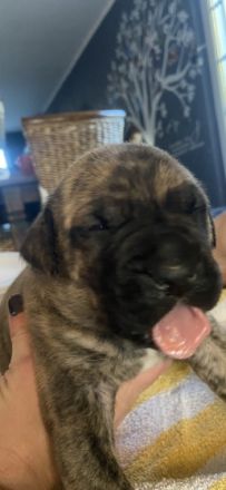 Unsere Wunderschönen reinrassigen Dogo Canarios