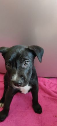 Am 30.08.2022 kamen die sechs wunderschönen Welpen