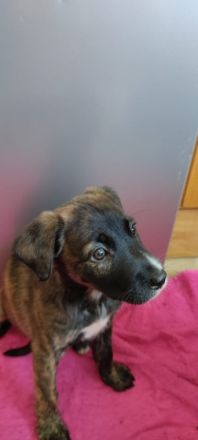 Am 30.08.2022 kamen die sechs wunderschönen Welpen