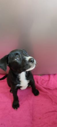 Am 30.08.2022 kamen die sechs wunderschönen Welpen