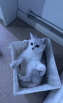 Mura, Guten Tag, Ich verkaufe diese reinrassige Silver