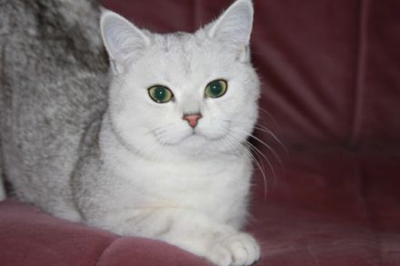 Mura, Guten Tag, Ich verkaufe diese reinrassige Silver