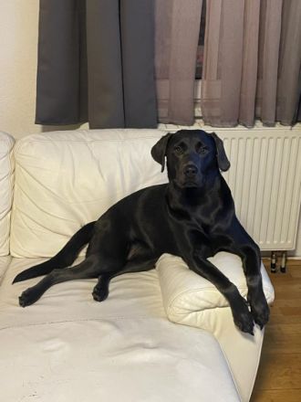 Coco, Aus gesundheitlichen Gründen (Diagnose MS) müssen